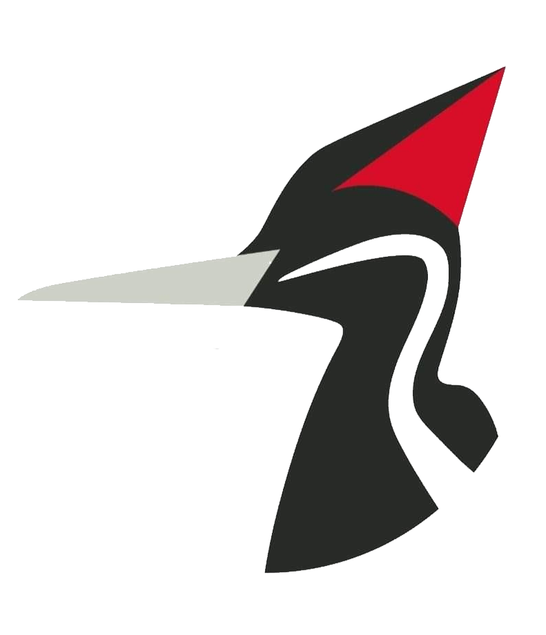 Save the Ivorybill Woodpecker